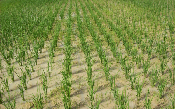 Rows of young rice plants grow in a well-organized pattern, showcasing the SRI method in a lush green field.