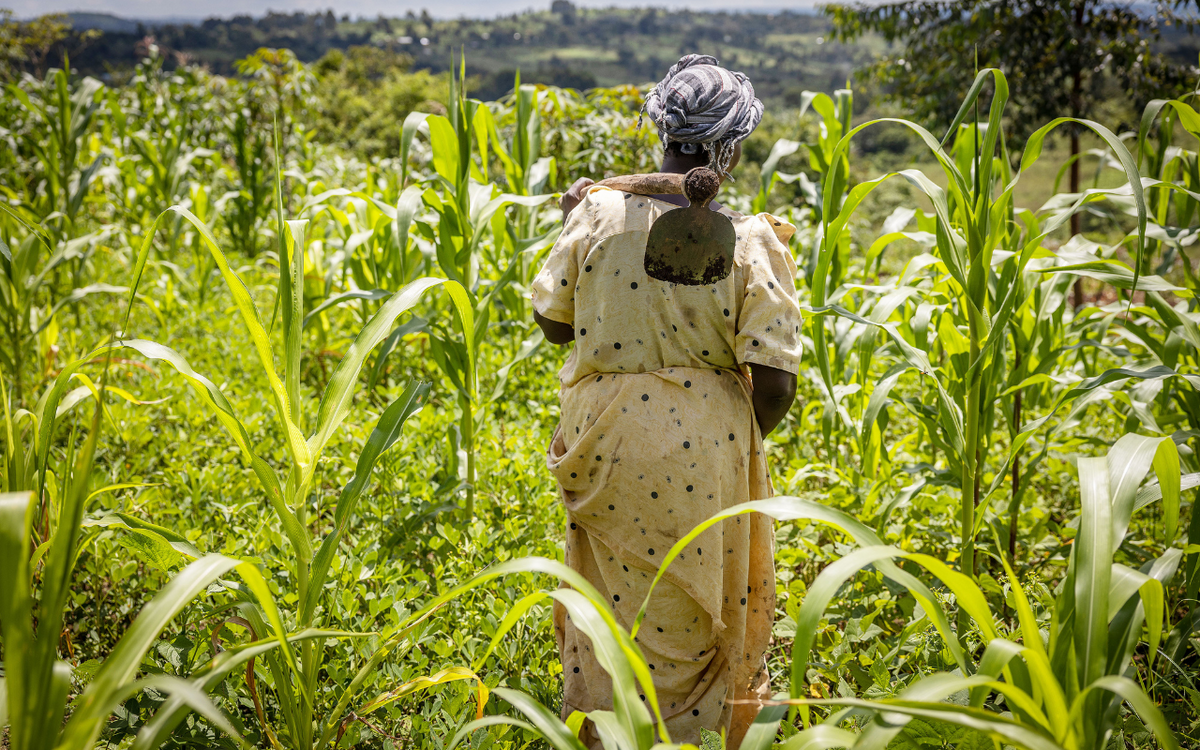 Eine Frau in einem gepunkteten Kleid arbeitet mit einer Hacke in einem grünen Maisfeld.