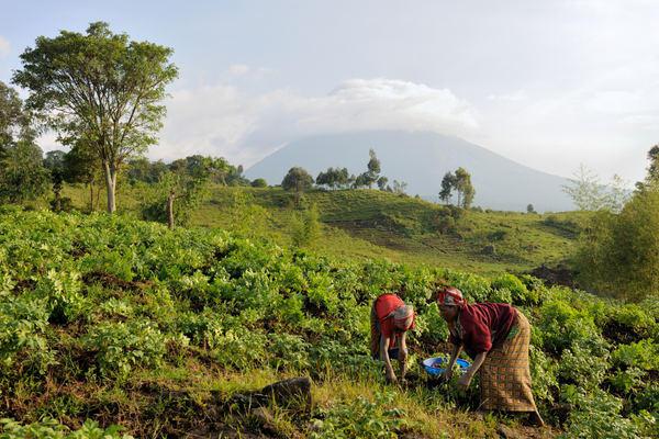 Zwei Frauen arbeiten in einem grünen Feld vor einer malerischen Berglandschaft.