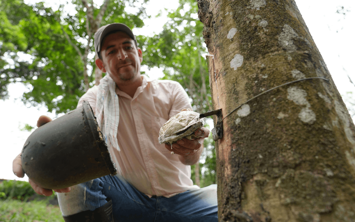 Ein Mann erntet natürlichen Kautschuk von einem Baum im Wald und hält einen Behälter und ein Werkzeug in den Händen. | © GIZ
