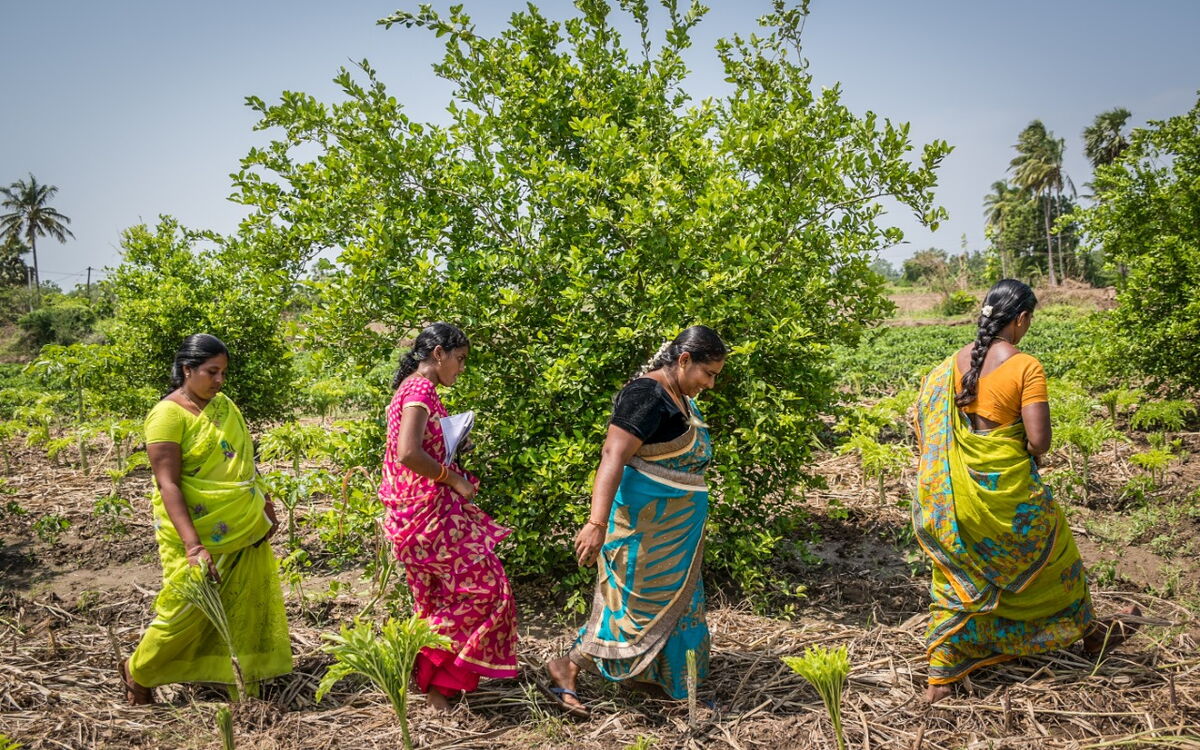 Vier Frauen in bunten Saris laufen gemeinsam durch ein grünes Feld in Indien.