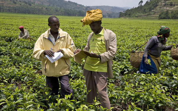 Two men in a lush field discuss data sovereignty, holding papers amidst workers gathering crops.