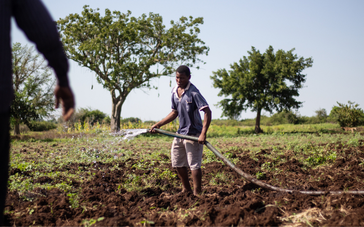 Ein Mann bewässert mit einem Schlauch ein Feld, umgeben von Bäumen, unter klarem Himmel.