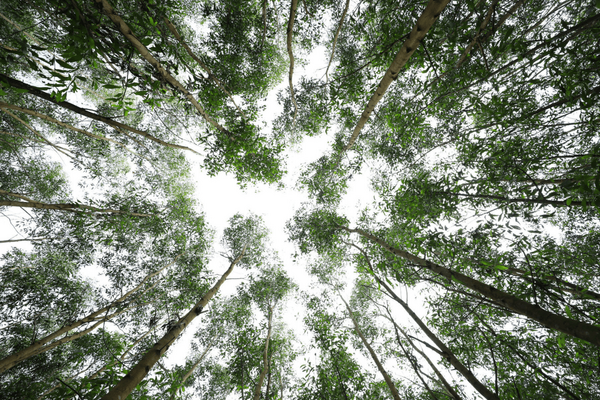 Blick nach oben in einen dichten vietnamesischen Wald mit hohen Bäumen und grünem Laub. | © GIZPhan Nhat Anh