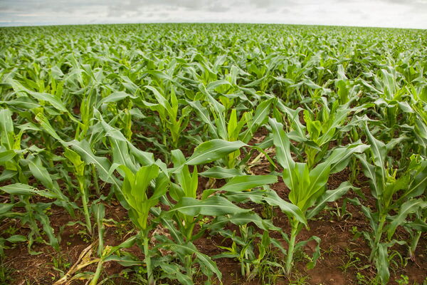 A vast, lush field of young corn plants stretches under a cloudy sky, showcasing agricultural biodiversity.