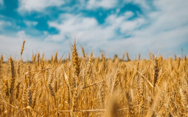 Golden wheat fields sway under a vibrant blue sky with scattered clouds in Ukraine. | © Polina Rytova