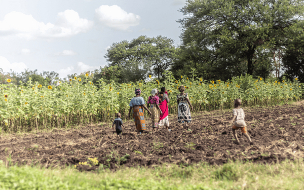 A group of people walks through a field in Tanzania, with vibrant sunflowers blooming under a clear sky.