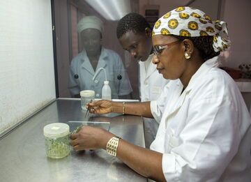 Zwei Forscherinnen in weißen Kitteln arbeiten an Pflanzenproben in einem Labor mit steriler Umgebung.