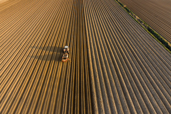 A tractor harvests crops in neat, parallel rows under the golden sunlight, showcasing modern agriculture.