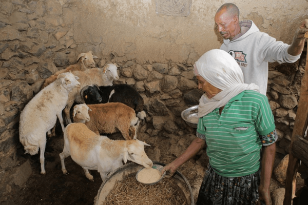 Zwei Menschen füttern in einem Stall eine Gruppe von Schafen mit Futter aus einem großen Behälter. | © Apollo Habtamu