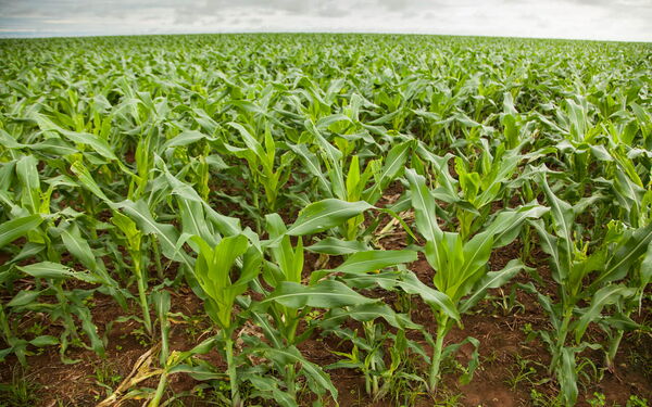 A vast, lush field of young corn plants stretches under a cloudy sky, showcasing agricultural biodiversity.