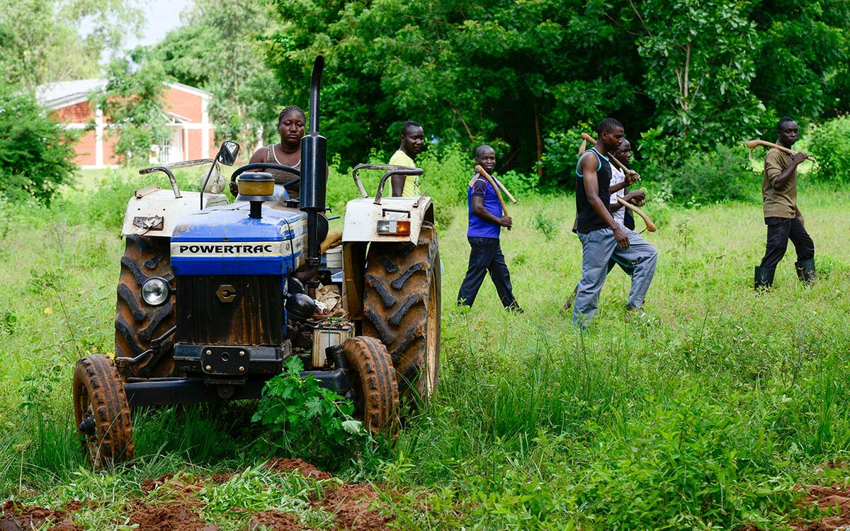 Ein blauer Traktor steht auf einem grünen Feld, während vier Männer mit Hacken durch die Vegetation gehen.