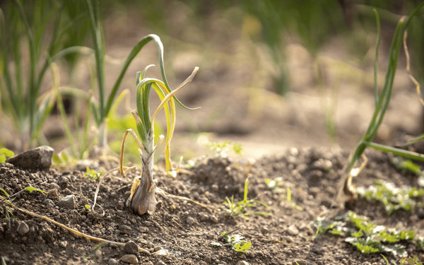 A young plant grows in dry, sunlit soil, symbolizing agricultural resilience in Iraq.