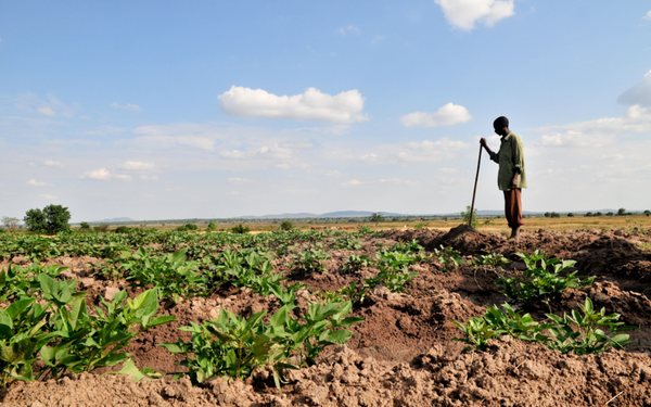 A farmer stands in a lush field under a clear sky, tending to crops with a stick.