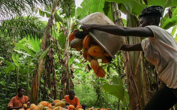 In einem üppigen Wald erntet eine Gruppe Menschen fleißig Kakaofrüchte und sammelt sie in einem großen Behälter.
