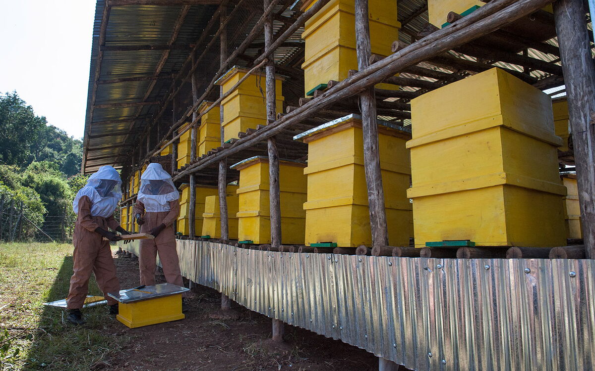 Zwei Imker in Schutzkleidung arbeiten an gelben Bienenstöcken unter einem überdachten Holzgestell im Freien.