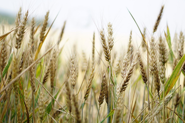 Reife Weizenähren wiegen sich im Wind auf einem ländlichen Feld.