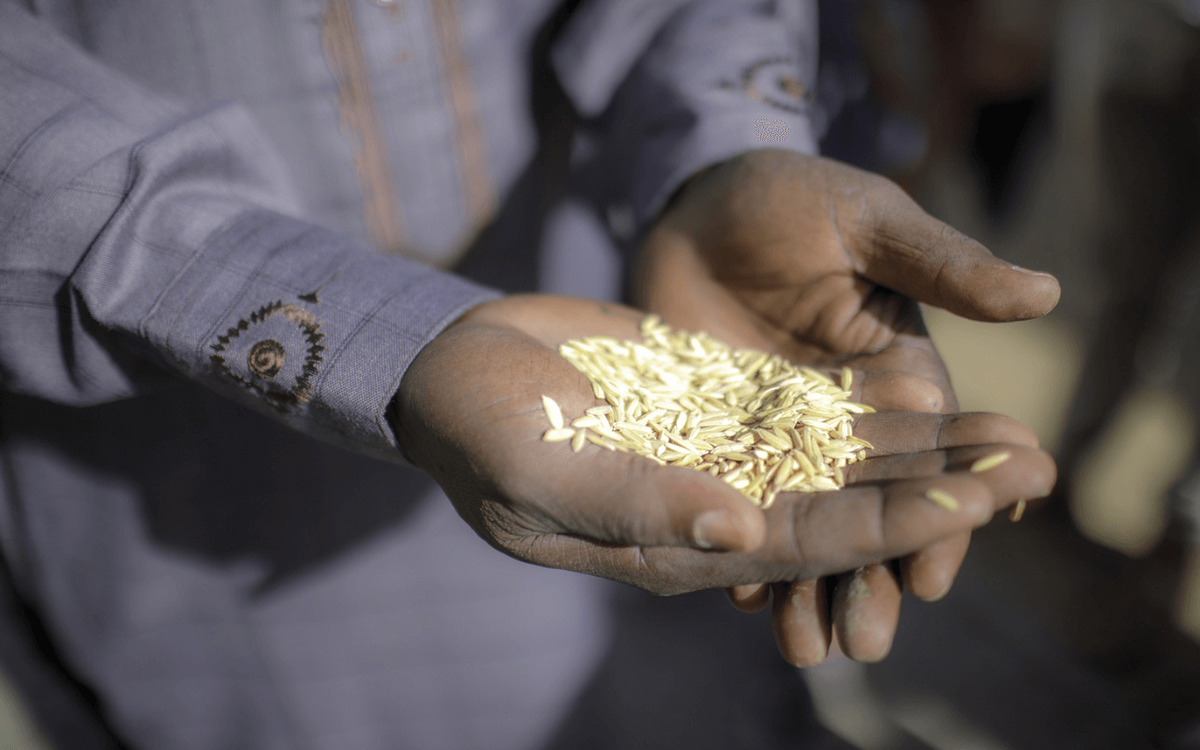 Eine Person hält eine Handvoll Reiskörner in der Sonne. | © GIZ