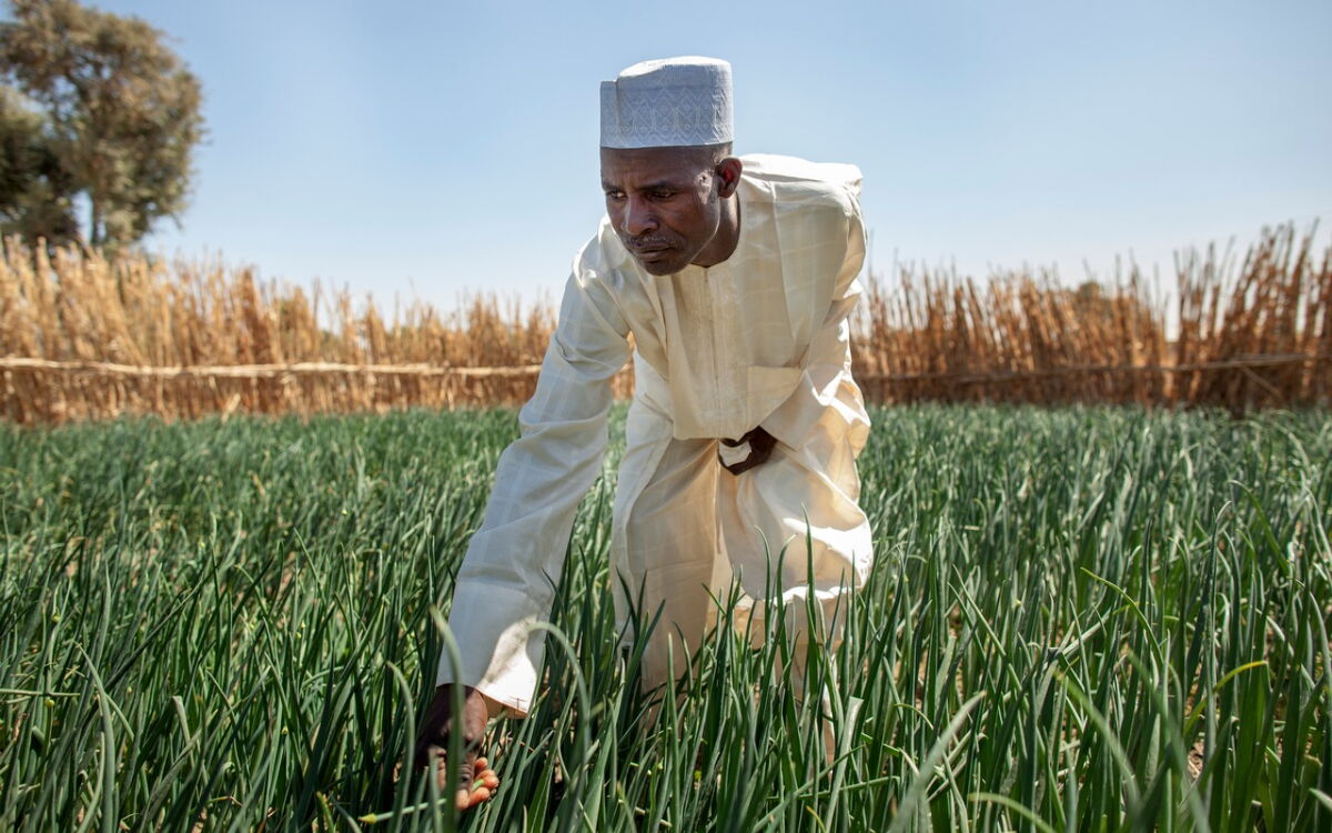 Ein nigerianischer Landwirt überprüft seine Felder unter klarem Himmel und trägt traditionelle Kleidung.
