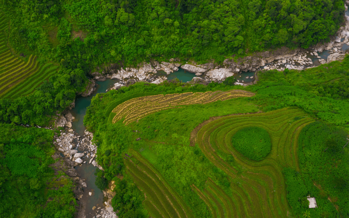 Eine Drohnenaufnahme zeigt grüne Reisterrassen entlang eines kurvigen Flusses in einer üppigen Landschaft.