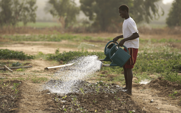 A man waters crops in a sunlit field using a green watering can, promoting sustainable agriculture practices.