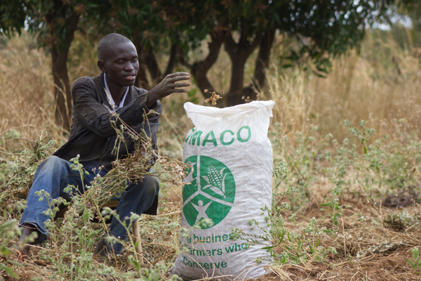 Ein Mann sitzt im Feld und erntet Pflanzen neben einem großen Sack mit der Aufschrift "MACO".