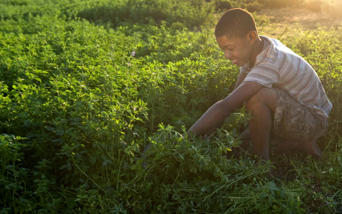 Ein Junge pflückt bei Sonnenuntergang Pflanzen auf einem grünen Feld.