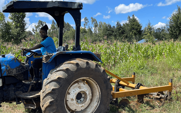 A person drives a blue tractor through a lush cornfield on a sunny day.