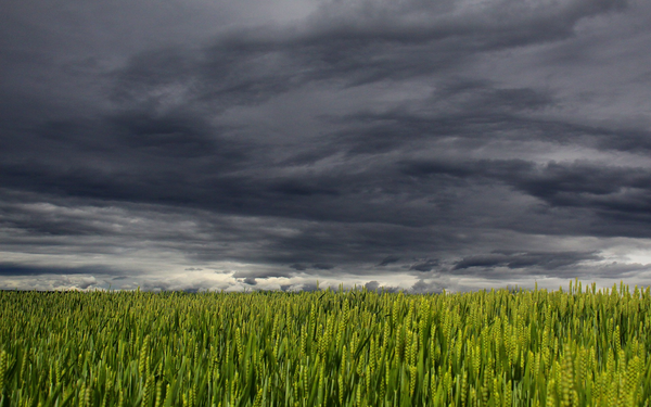 A stormy sky looms over a vast green wheat field in Ukraine, creating a dramatic and contrasting landscape.