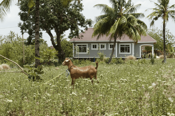 Eine Ziege steht auf einer blühenden Wiese vor einem Haus mit Palmen im Hintergrund.
