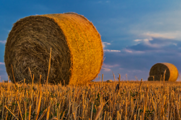 Zwei große Strohballen liegen auf einem goldenen Feld unter einem klaren, blauen Himmel im Abendlicht.