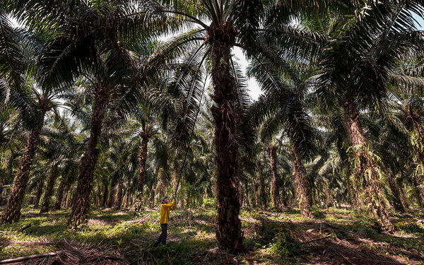 A worker in a yellow shirt tends to a lush palm oil plantation, surrounded by tall trees under a bright sky.