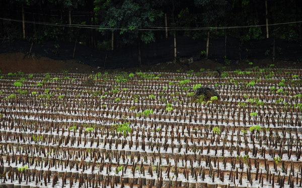 Rows of young plants are neatly arranged in a field, surrounded by lush greenery and a forest backdrop.