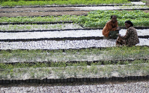 Zwei Frauen sitzen inmitten von Pflanzensetzlingen in geordneten Reihen auf einer landwirtschaftlichen Fläche.
