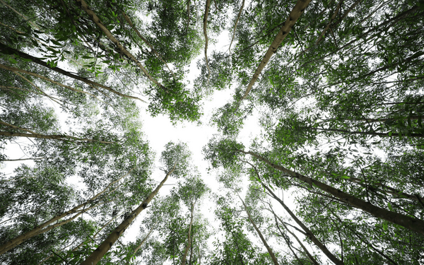 Tall trees with lush green leaves form a canopy against the sky in a Vietnamese forest. | © GIZPhan Nhat Anh