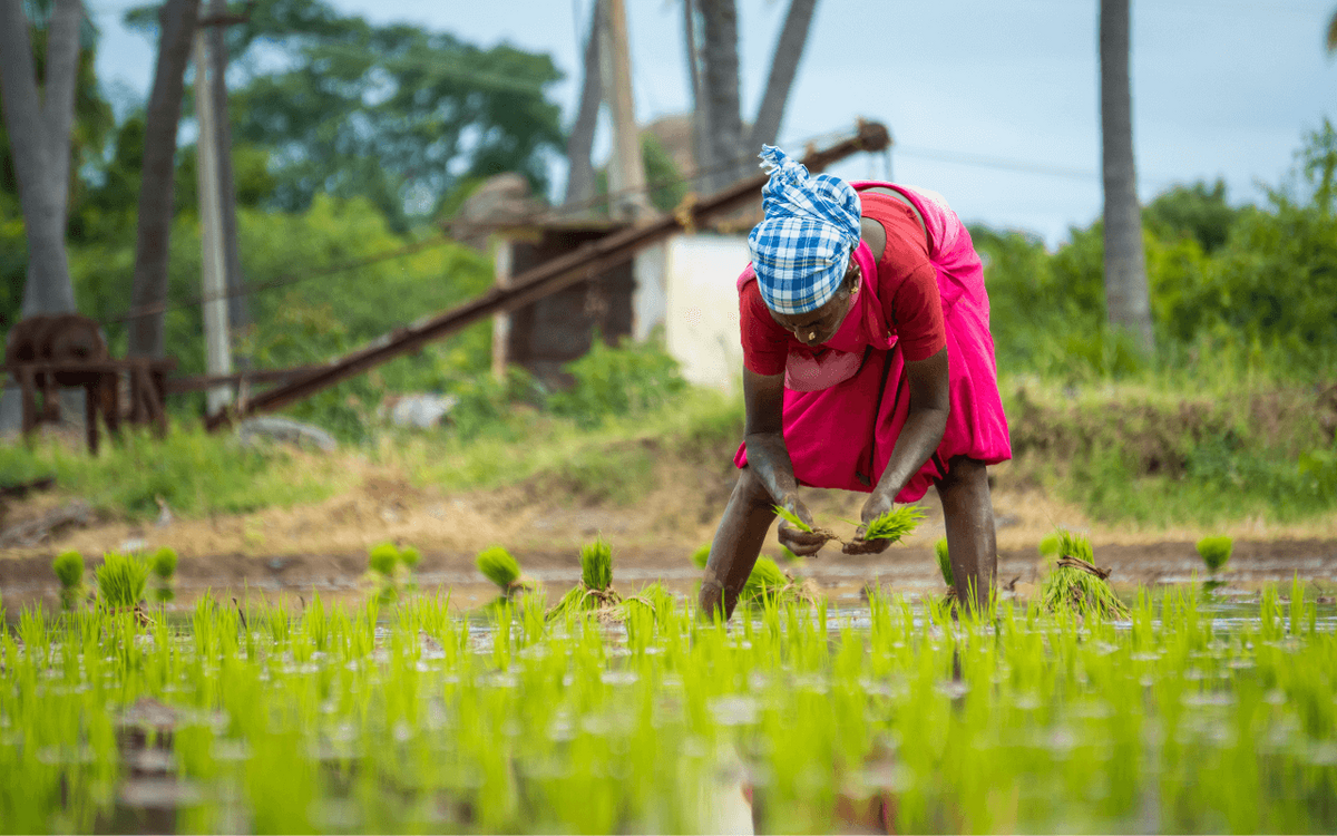 Eine Frau in einem roten Kleid pflanzt Reis auf einem Feld, umgeben von üppigem Grün und Palmen.