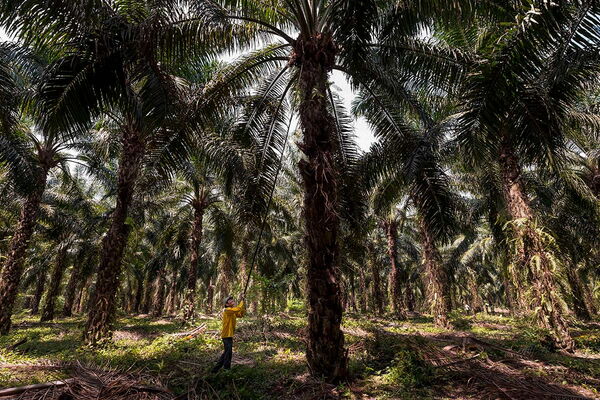 Ein Arbeiter in gelber Kleidung erntet Früchte in einer dichten Palmölplantage mit hohen Palmen.