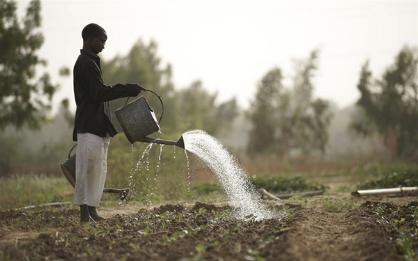 A person is watering plants in a rural field with a metal watering can, surrounded by greenery and trees.
