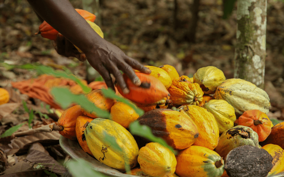 Eine Hand erntet leuchtend gelbe und orangefarbene Kakaofrüchte in einem Wald in Côte d'Ivoire.