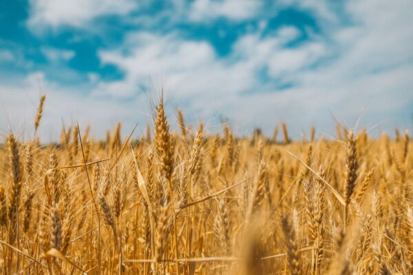 Ein weites Feld goldener Weizenähren erstreckt sich unter einem klaren blauen Himmel in der Ukraine. | © Unsplash