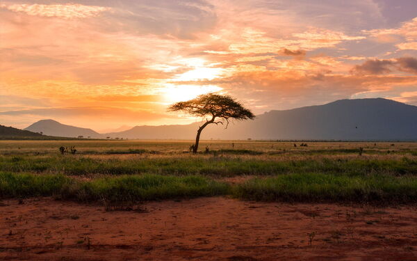 A solitary tree stands in a vast field at sunset, with vibrant orange and pink hues illuminating the sky.