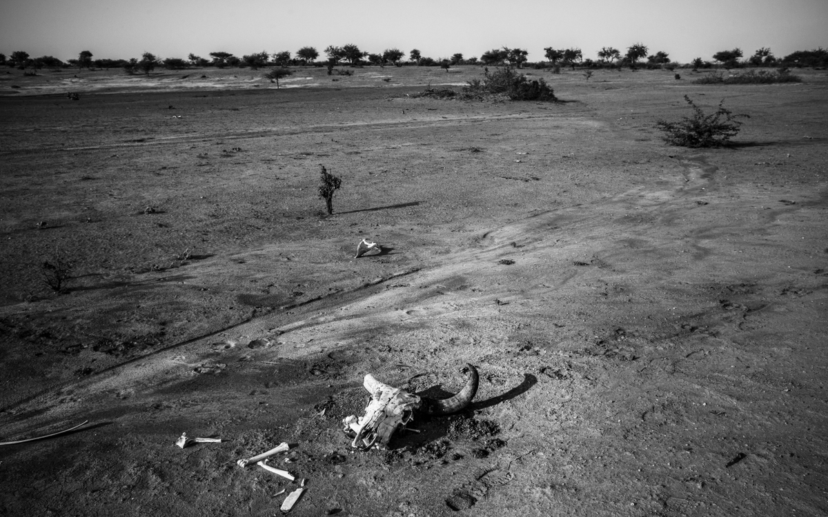 Eine trockene Landschaft mit verstreuten Knochen und vereinzelten Bäumen zeigt die Trockenheit um den Tschadsee.