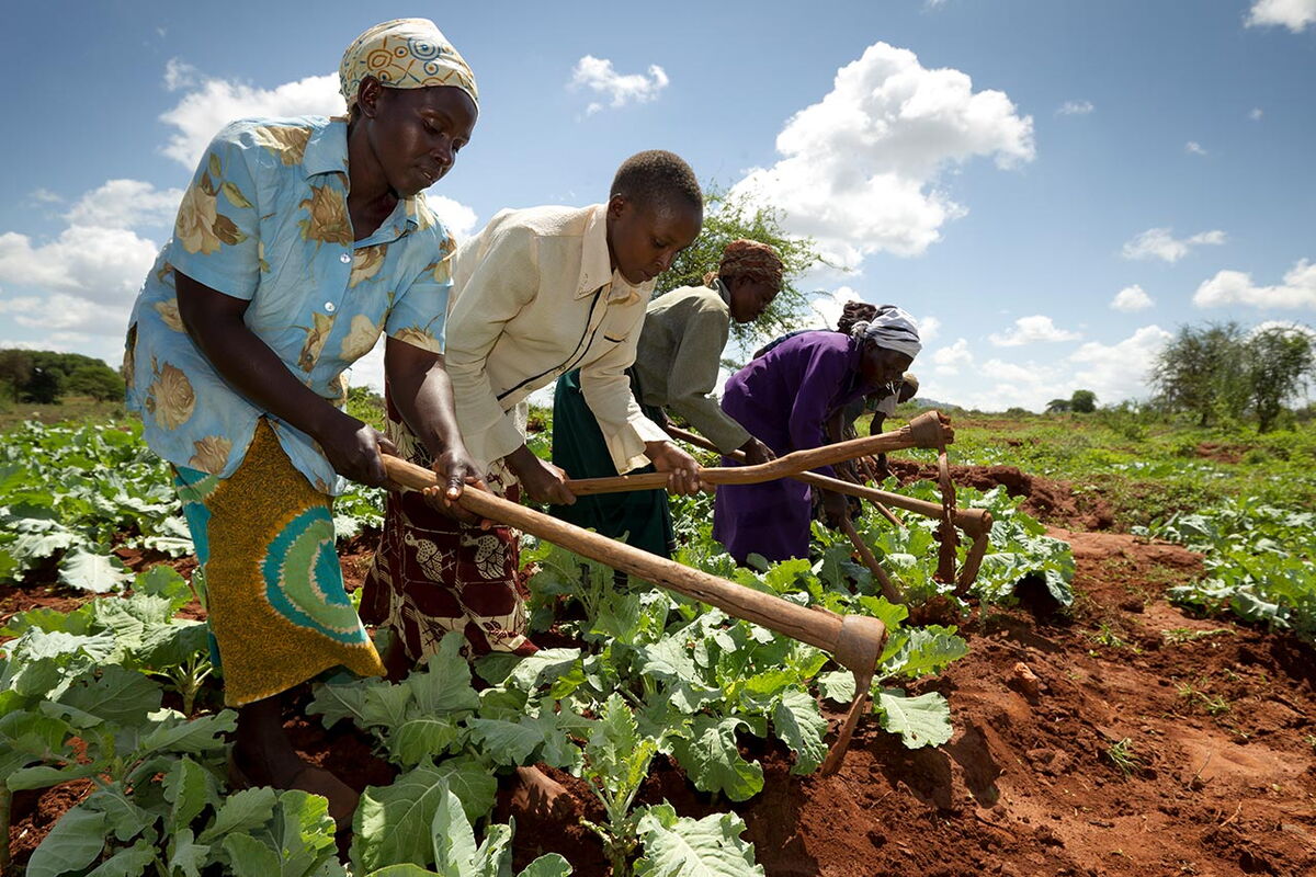 Vier Menschen arbeiten mit Hacken auf einem grünen Feld unter blauem Himmel.