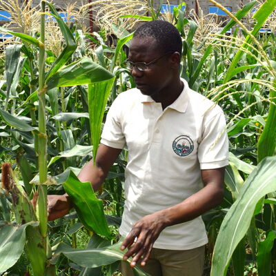 Ein Mann inspiziert Maispflanzen in einem üppigen Feld und trägt ein helles Polohemd mit einem Emblem.