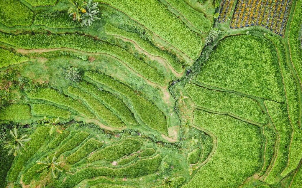 Luftaufnahme eines grünen Plateaus mit geschwungenen Reisfeldern, die die Landschaft in lebendigen Mustern formen.