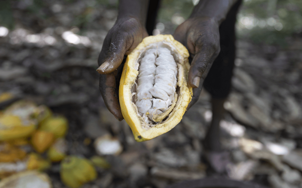 Hands hold an open cacao pod displaying the white seeds inside, highlighting the raw chocolate source. | © GIZ Ute Grabowsky