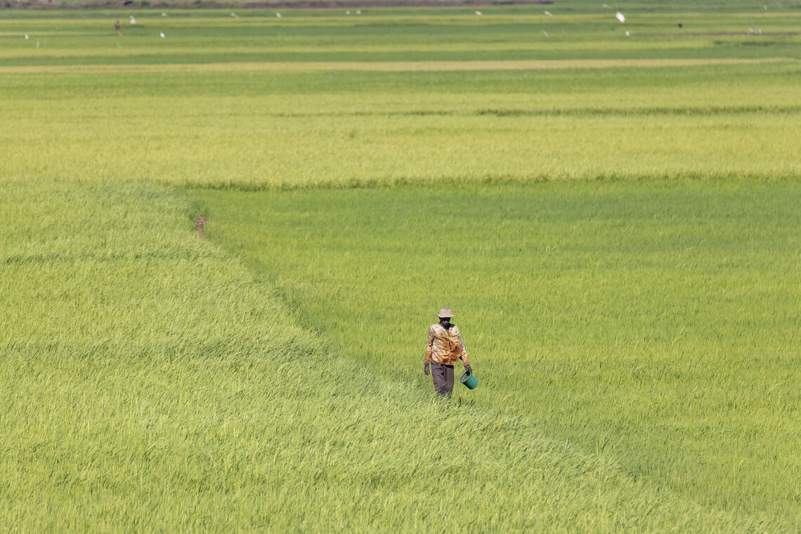 Ein Landwirt mit Hut und Gießkanne arbeitet auf einem weiten, grünen Feld und sichert die Nahrungsmittelproduktion.