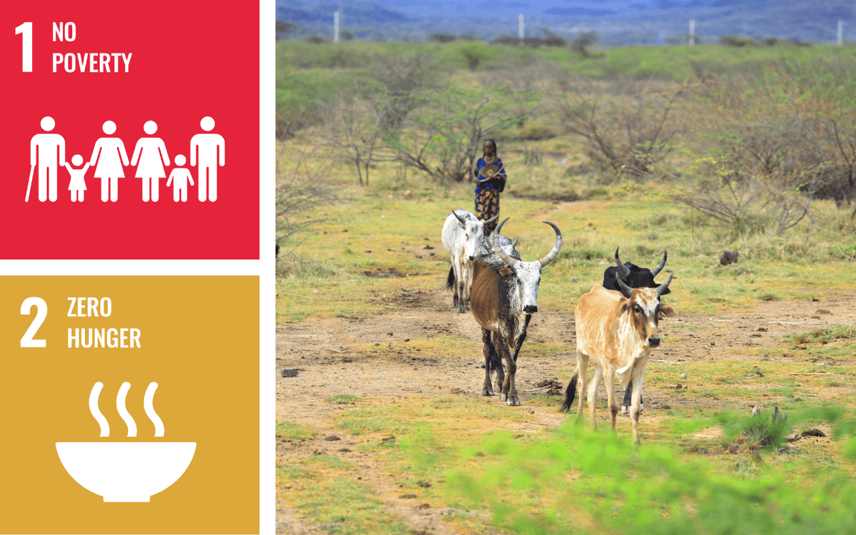 A herd of cattle walks on a rural path, symbolizing efforts towards zero hunger and no poverty.