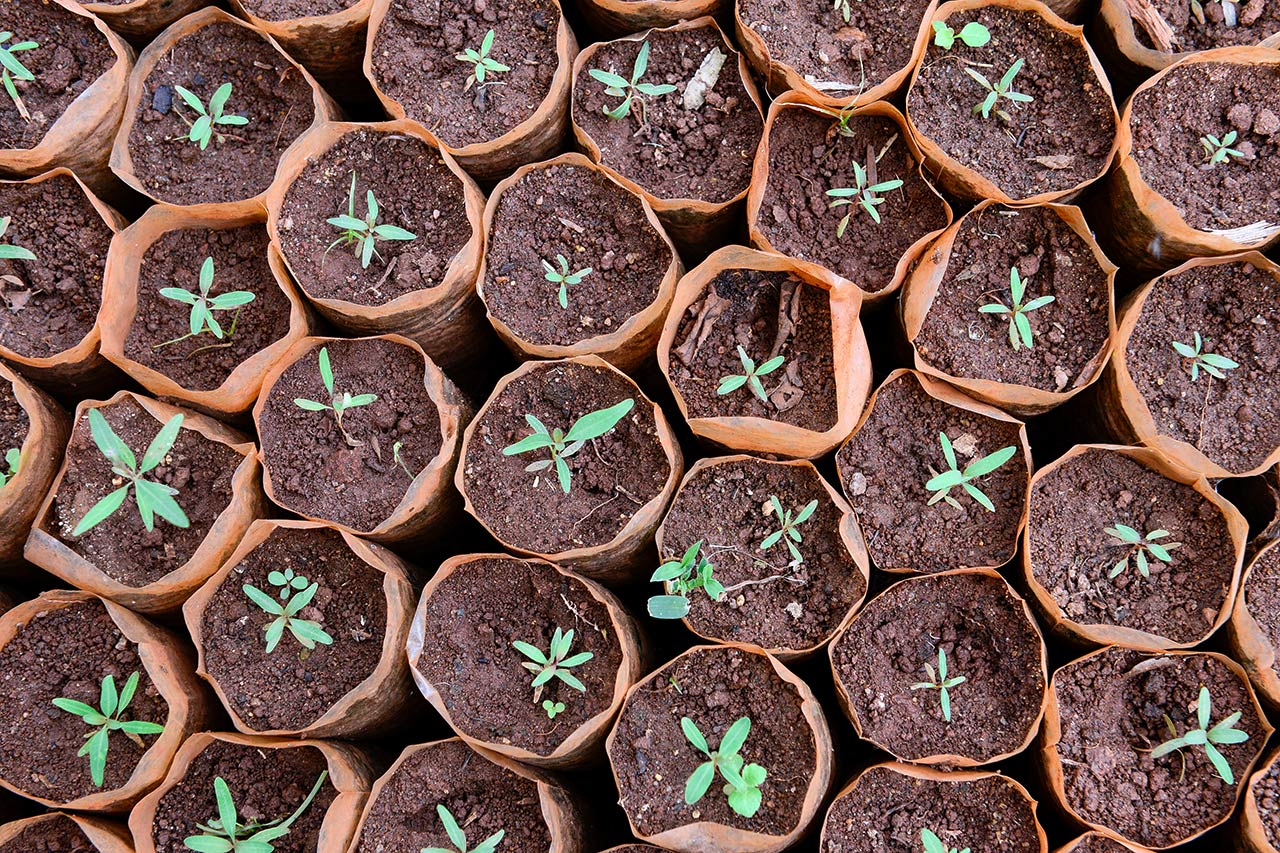 A look at the work of a tree nursery in Kenya. Photo: Jörg Böthling / GIZ