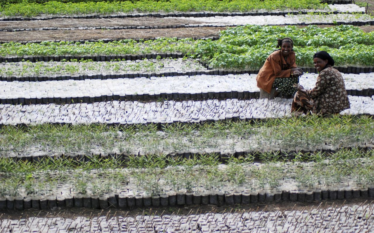 Zwei Frauen sitzen inmitten von Pflanzensetzlingen in geordneten Reihen auf einer landwirtschaftlichen Fläche.